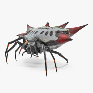 3D model Spiny Orb Weaver Spider Rigged