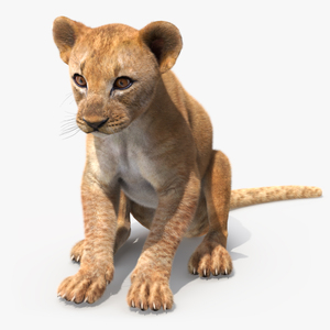 3D model Lion Cub Sitting Fur