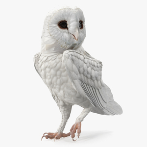 3D White Barn Owl Standing model