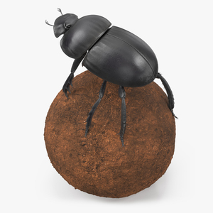 3D model Soil Beetle on Sphere Fur