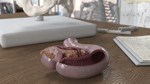 3D Human Pancreas Cut model