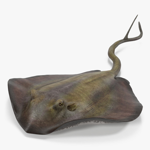 3D model Stingray Rigged