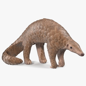 3D Realistic Pangolin model