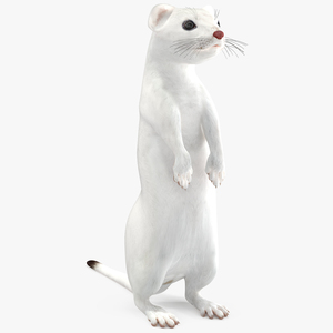 3D Standing White Ermine