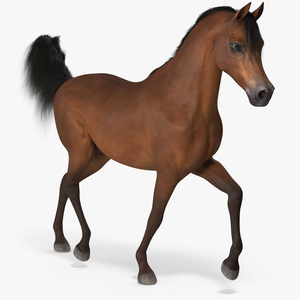 3D Walking Arabian Horse Brown Fur