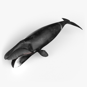 3D model Sea Animal Bowhead Whale Rigged for Cinema 4D