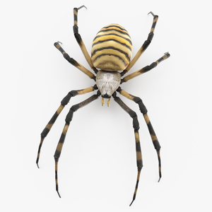 3D Argiope Trifasciata Spider