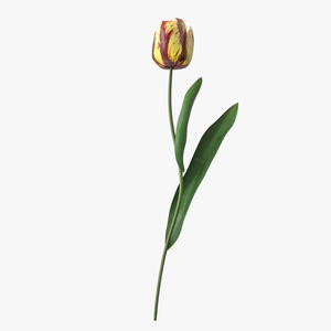 3D Banja Luka Tulip Flower model