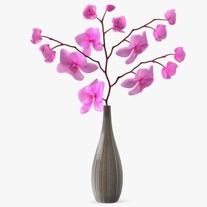 3D model Phalaenopsis Pink Orchid Stem in Ceramic Vase