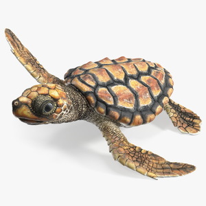 Baby Brown Sea Turtle Runs to the Sea 3D