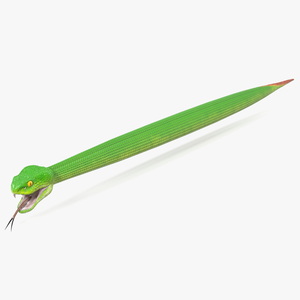 Green Trimeresurus Snake 3D model