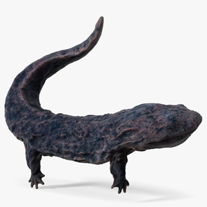 3D model Giant Salamander Dark Swimming