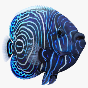 3D Juvenile Emperor Angelfish