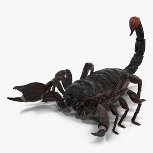 Black Scorpion 3D model