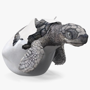 3D Sea Turtle Hatchling Emerging from Egg model