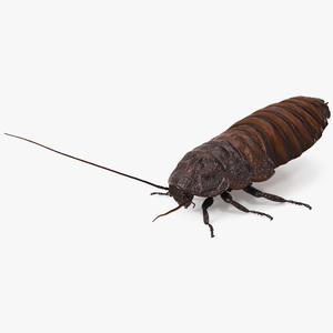 3D Wood Feeding Cockroach Rigged for Cinema 4D model