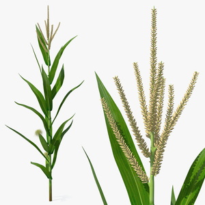 3D model Realistic Corn Plant