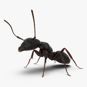 3D Black Ant Pose 2