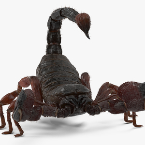 Realistic Scorpion Fur Rigged 3D model