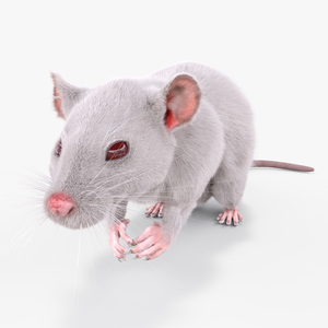 Common Rat with Fur 3D model