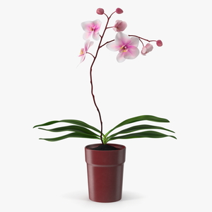 Red Pot Orchid 3D model