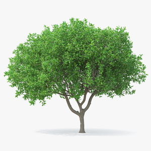 Orange Tree with Flowers 3D model