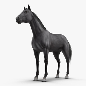 3D model Black Horse Fur