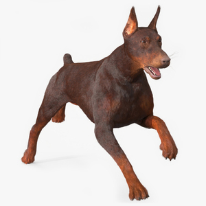 3D model Brown Doberman Pinscher Running Fur