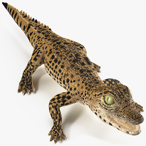 3D model Baby Crocodile Dark Color