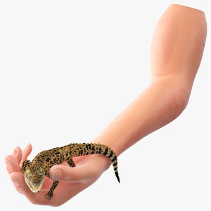 3D Baby Crocodile Man Hand model