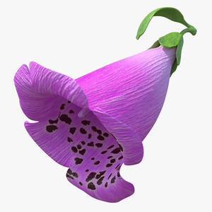 Purple Foxglove Flower 3D