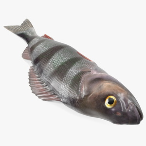 3D model Caught Perca Fluviatilis Fish Lying