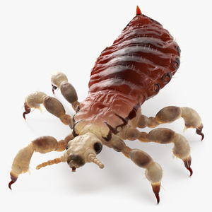 Parasitic Insect Louse with Blood SSS Rigged 3D model