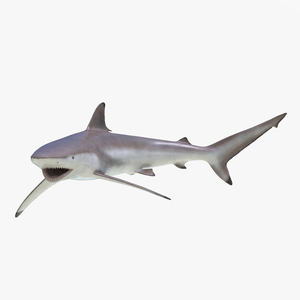 3D model Spinner Shark Pose 2