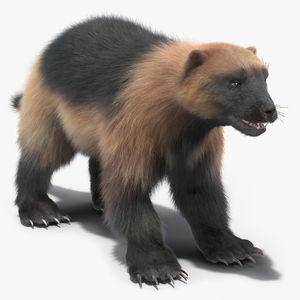 3D model Wolverine Light Color Fur