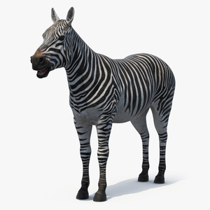 3D Zebra Adult