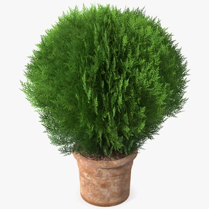 3D Platycladus Pot Plant