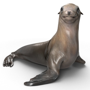 3D model Sea Lion Pose 2