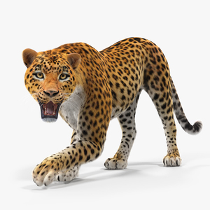 3D Leopard Rigged with Fur model