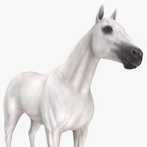 3D White Horse