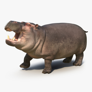 3D Hippopotamus Rigged with Fur model