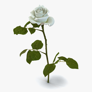 3D model Rose White