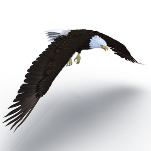 Bald Eagle Pose 6 3D