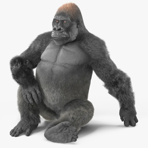 Eastern Gorilla Sitting Pose Fur 3D