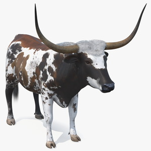 Texas Longhorn Mottled Brown Rigged for Maya 3D model