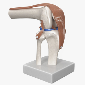 3D model Knee Joint Model in Flexed Position