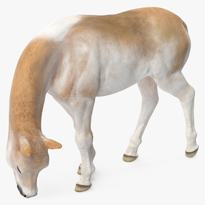 Shetland Pony in Grazing Pose 3D model