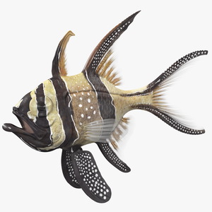 Banggai Cardinalfish Rigged 3D