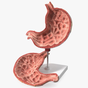 Stomach Medical Model Slice 3D