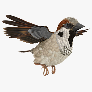 3D model House Sparrow Rigged